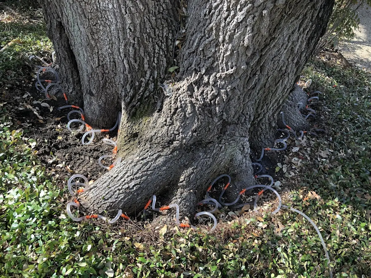 Detailed Tree Cabling and Bracing job site in West Leisenring