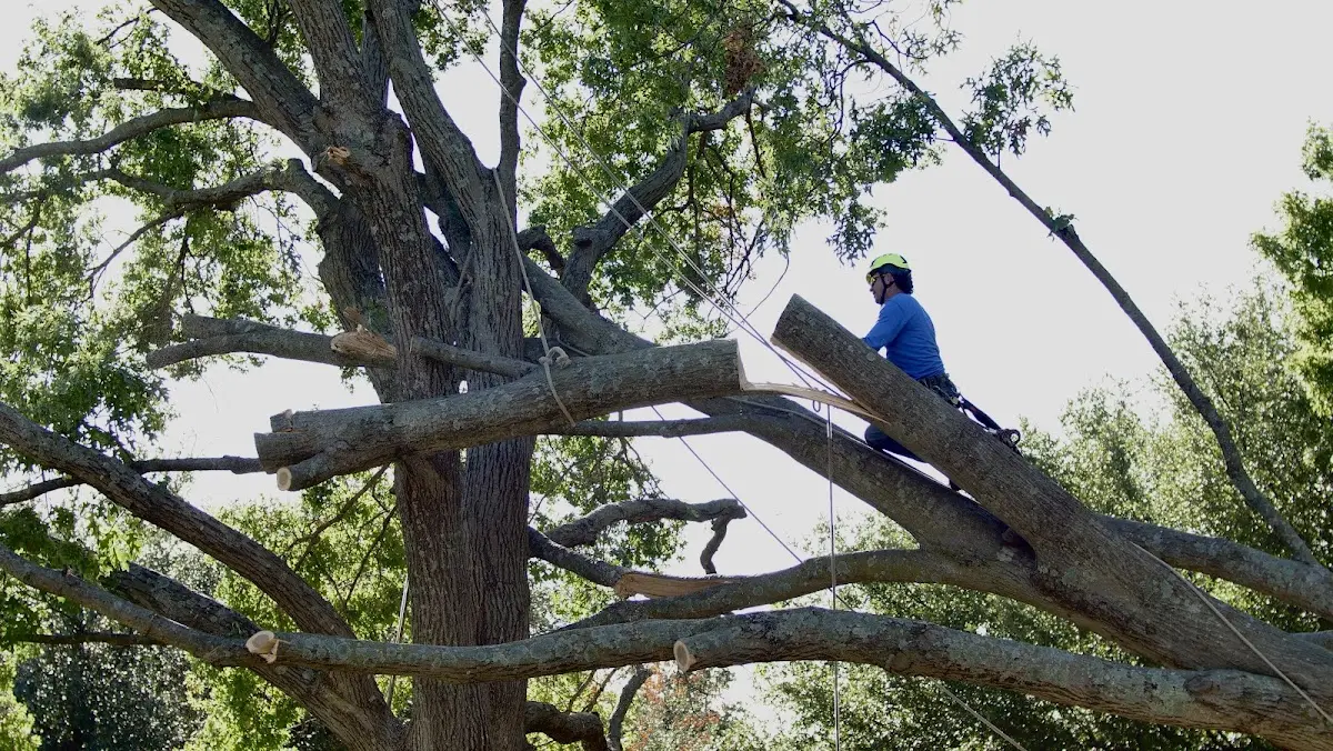 Professional Crown Thinning performed by certified arborists in West Leisenring